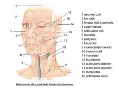 Esthetics Study Notes, Esthetician Instructor, Beauty Therapy Aesthetic, Teaching Esthetics