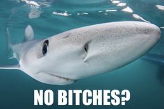 a close up of a shark under water with a caption that reads me being nosy at lol