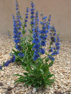 the blue flowers are growing out of the rocks