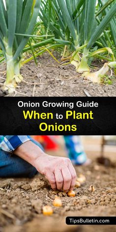 onion growing guide when to plant onions in the garden with text overlay that reads onion growing guide when to plant onions