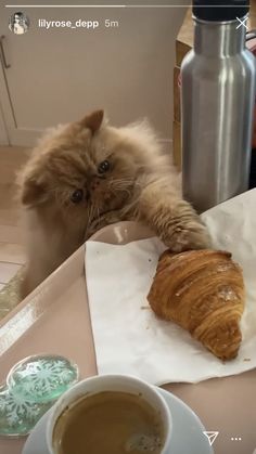 a cat is reaching for a croissant on a table next to a cup of coffee