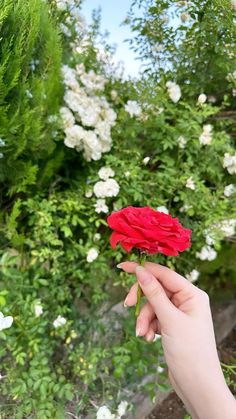 a person holding a red flower in their hand