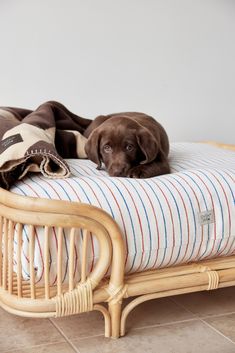 a brown dog laying on top of a bed next to a pillow and blanket in a room