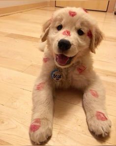 a white dog with red spots on it's face and paws sitting on the floor