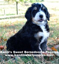 a black and white dog sitting in the grass with leaves on it's ground