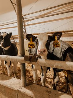 three cows wearing vests are standing in their pen at the dairy show, looking over the fence