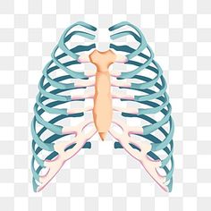 the human ribcage is shown in blue and pink colors, with transparent background