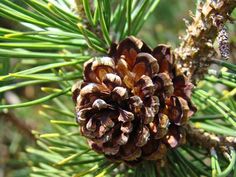 a pine cone sitting on top of a tree branch