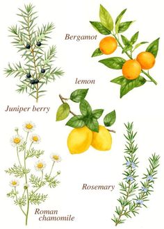 the different types of lemons are shown in this illustration, including leaves and flowers