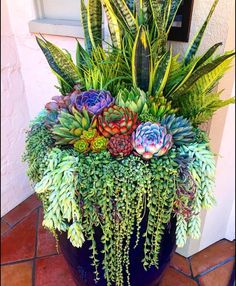 a potted plant with succulents and other plants