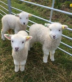 three sheep standing next to each other in front of a fence with the caption, these babies are lambs if you see lamb on a menu or someone is serving lamb - it's baby