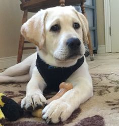 a white dog laying on the floor next to a toy