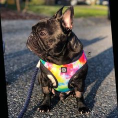 a small black dog wearing a tie dye shirt sitting on top of a gravel road