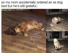 three pictures of a dog laying on the floor and playing with a toy in his mouth