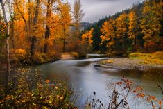 a river running through a forest filled with trees covered in fall leaves and yellow foliage