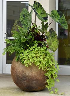 a large potted plant sitting on top of a cement floor next to a door