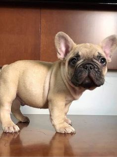 a small brown dog standing on top of a wooden floor next to a kitchen counter