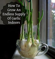 some green onions in a glass bowl on a window sill with the words how to grow an endless supply of garlic indoors