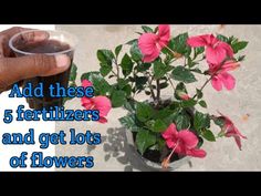 a hand holding a cup with flowers in it and the words add these 5 fertilizers and get lots of flowers