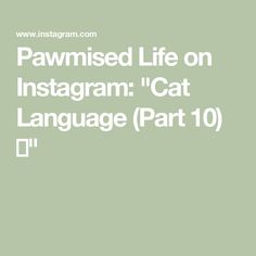 the text reads, pawned life on instagram cat language part 10 d '