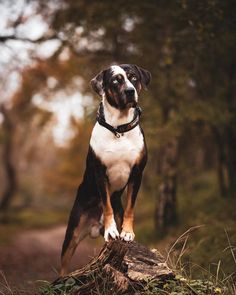 a brown and white dog standing on top of a tree stump