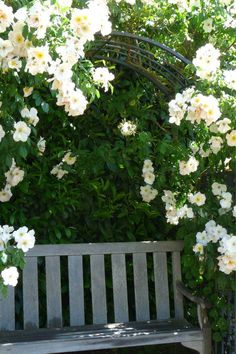 a wooden bench surrounded by white flowers