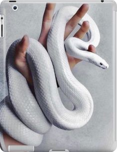 a person holding a white snake in their hand