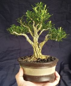 a person holding up a small potted tree