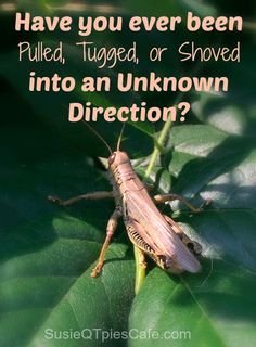 a grasshopper sitting on top of a leaf next to a quote that says have you ever been pulled, tagged or shaved into an unknown direction?