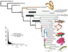 Figure 1. Maximum likelihood phylogram of ray-finned fish relationships based upon UCE sequences Heart Of Palm Fish, Intrinsic Conduction System Of The Heart, Relationship Bases, Fish