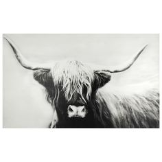 a black and white photo of a long haired cow with very large horns on it's head