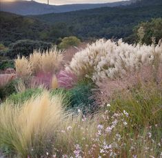 High Grass Garden, Garden With A View Landscaping, Rose And Grass Garden, Gulf Muhly Landscape Design, Natural Planting Design, Xeric Garden Design, Natural Front Garden, Garden Design Grasses, Landscape Design Drought Tolerant