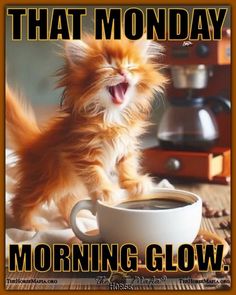 an orange kitten yawning next to a cup of coffee with the caption that monday morning glow