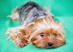 a small dog laying on top of a green blanket