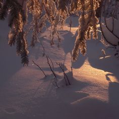 the sun is shining through some trees in the snow