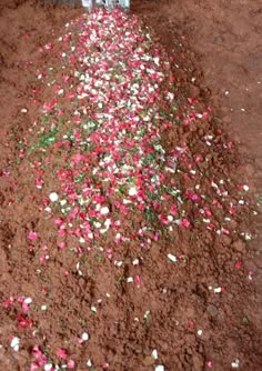 pink and white flowers are scattered on the ground next to a fire hydrant in dirt