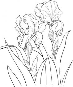 two flowers that are in the middle of a line art drawing technique, with text overlay