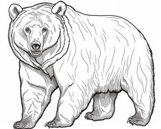 a drawing of a bear standing in front of a white background with the words bears on it