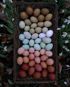 an arrangement of eggs in a basket on the ground