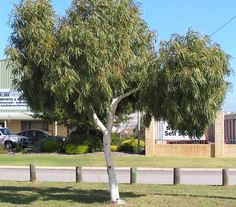 a tree in front of a building with cars parked on the side of the road