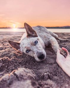 a dog laying on top of a sandy beach next to a person's hand