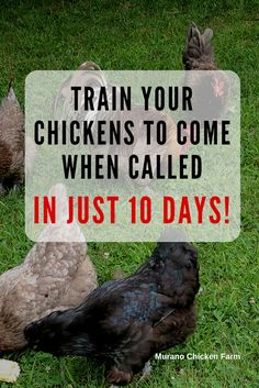 some chickens are standing in the grass with text overlay that reads train your chickens to come when called in just 10 days