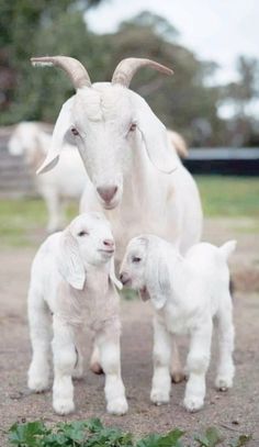 two baby goats standing next to an adult goat