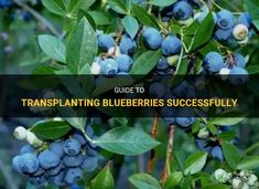 Guide To Transplanting Blueberries Successfully | ShunCy The Plant, Blueberries, Soil, Step By Step, Plants