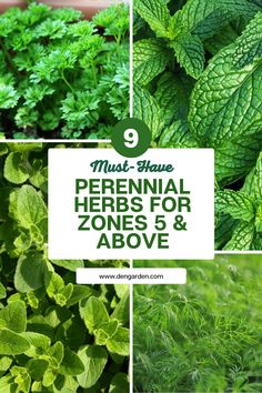 herbs for zones and above with the title must - have perennial herbs for zones and above