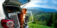 a brown dog standing on the back of a white truck with its trunk open and it's head sticking out