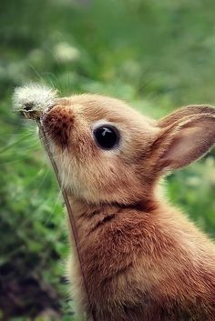 a small brown rabbit is looking up at the sky with its nose open and dandelion in it's mouth