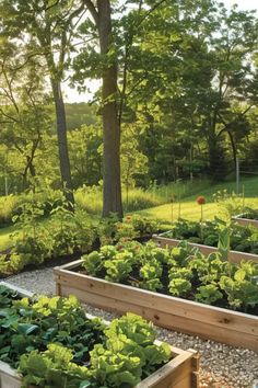 Explore 21 inspiring vegetable garden ideas that can transform your backyard with creative designs. This pin provides tips for maintaining a healthy and fruitful garden while using one vivid image to showcase various garden styles.