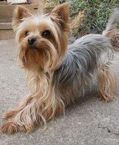 a small brown dog standing on top of a sidewalk