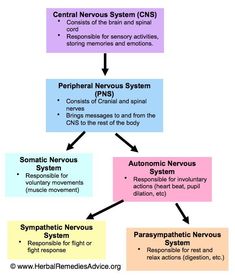 the nervous system and its functions in human development, including peripheral nervous systems, motor neuro